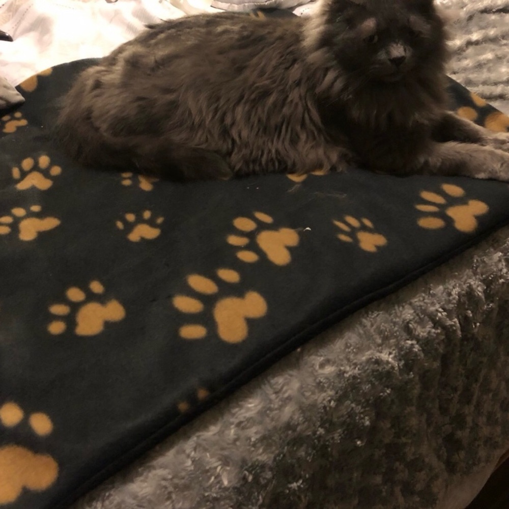 Cat Fleece Reversible Blanket size 22”x26”